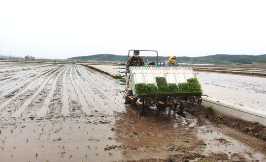 14 mg不朽情缘农业水稻插秧现场_副本.png